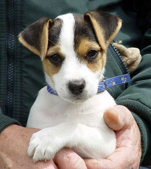 Register Jack Russell Terrier - Application Checklist