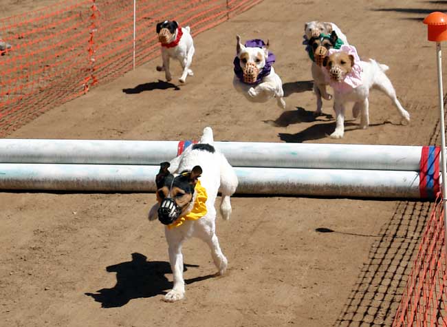 Jack Russell Terrier Race