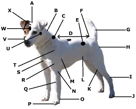 Jack Russell Terrier Anatomy
