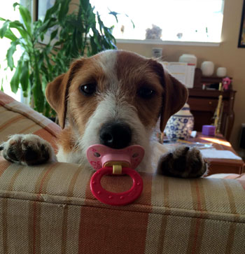 Mom must be really tired! She gives me the pacifier and the baby the tennis ball!
