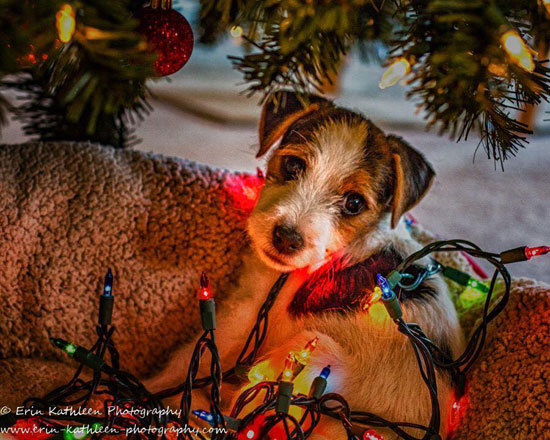 Holiday Jack Russell Terrier Photo