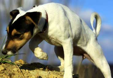 The Real Jack Russell Terrier