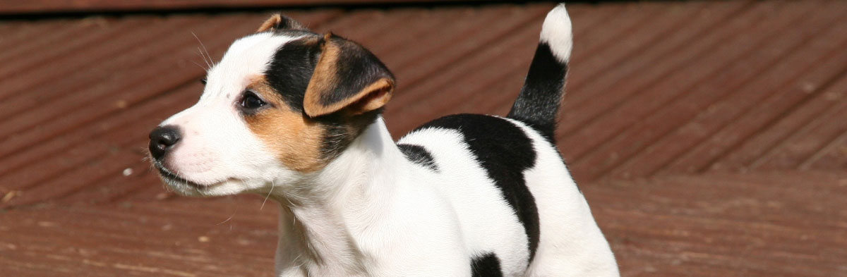 Jack Russell Terrier Conformation
