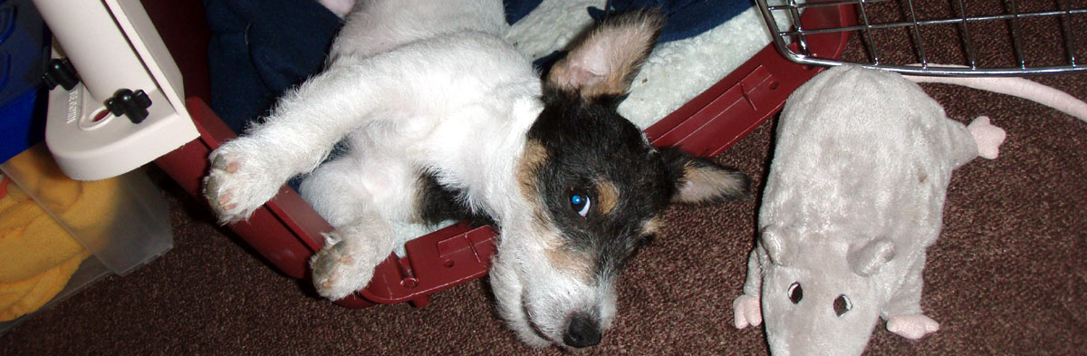 Crate Training a Jack Russell Terrier
