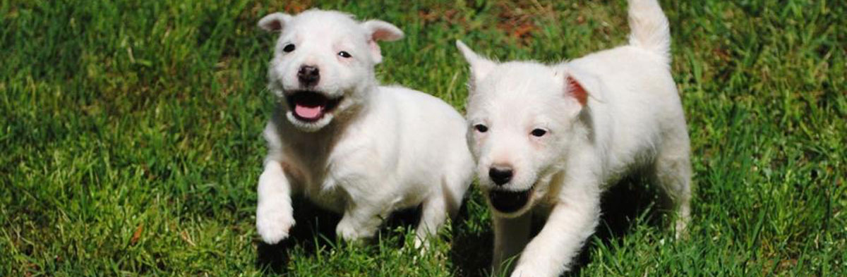 Jack Russell Terrier Research Foundation (JRTRF)