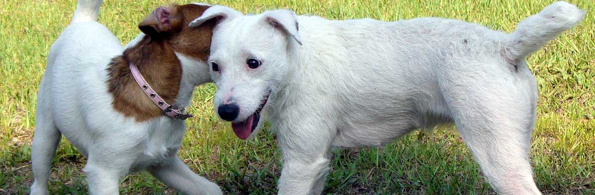 Grooming Your Jack Russell Terrier