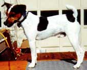 Preserve, Protect and Work the Jack Russell Terrier