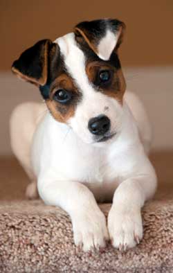 Record Your Jack Russell Terrier
