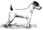Jack Russell Terrier Side View