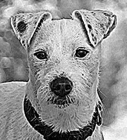 Please run our profiler before you decide if I am the breed for you and your family.