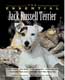 The Essential Jack Russell Terrier