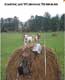 American Working Terriers