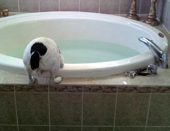 Ah...my own personal Jack-cuzi! - Click to view the results of contest 357!