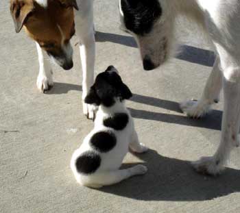 Roll him again....let's see if we get a six! - Click to view the results of contest 380!
