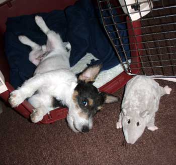 I chased it; I caught it; I stuffed it. Now I need a nap. - Click to view the results of contest 456!