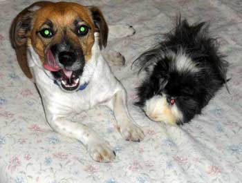 The new squeaky toy just bit my tongue. - Click to view the results of contest 524!