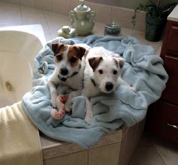 You do realize that this clean thing is just temporary.- Click to view the results of contest 528!
