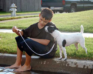 Children and Jack Russell Terriers