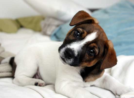 Choice Jack Russell Terrier Photo