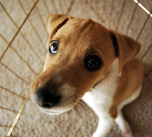 Crate Training for jack Russell Terriers
