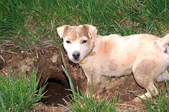 Dirty Dog Jack Russell Terrier Photo