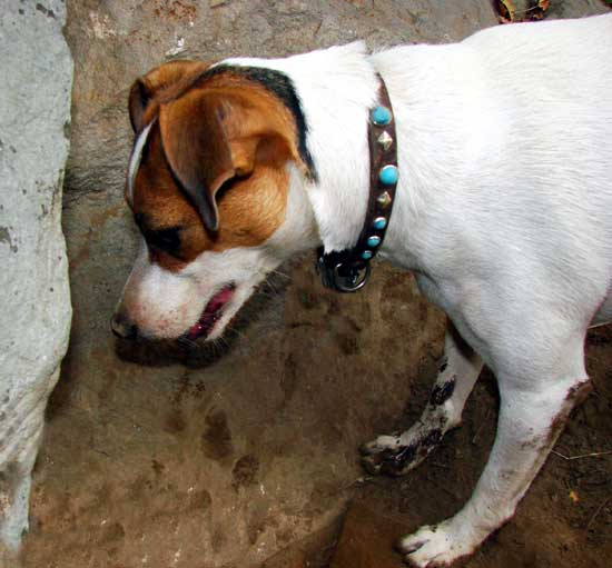 Go to the Dirty Dog Picture Gallery
