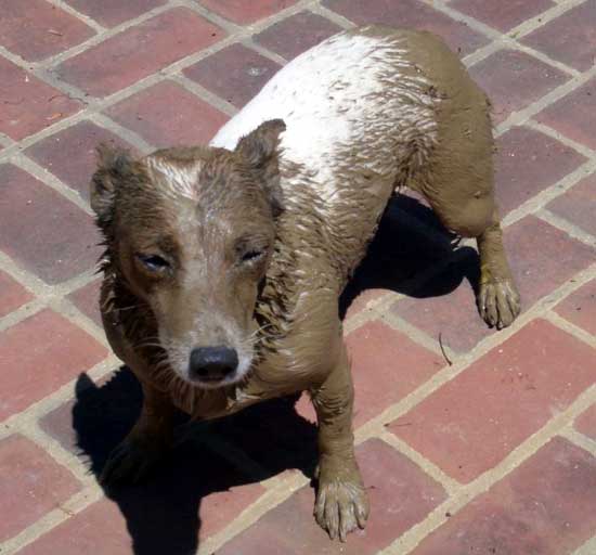 Go to the Dirty Dog Picture Gallery