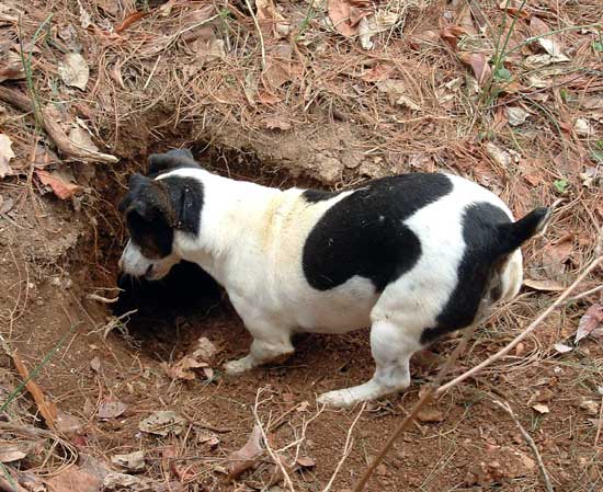 Go to the Dirty Dog Gallery