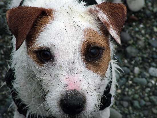 Go to the Dirty Dog Picture Gallery