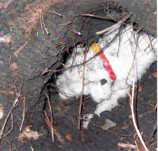 Go to the Dirty Dog Picture Gallery