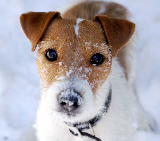 Go to the Dirty Dog Picture Gallery