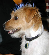 Grooming a Jack Russell Terrier