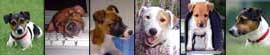 Lost and Found Jack Russells
