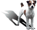 Jack Russell Terrier Working Terrier