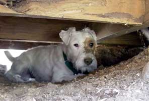 Register Your Terrier