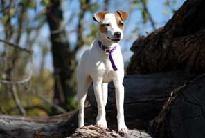 Online Terrier Boutique