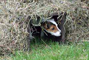 Register Your Terrier