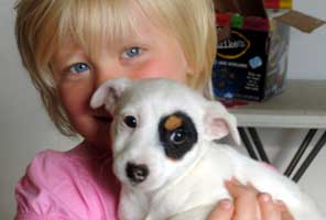 Register Your Terrier