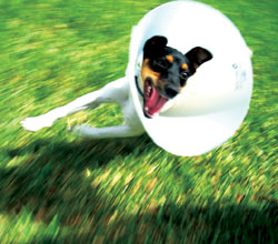 Medical: Caring for your Jack Russell