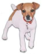 Please run our profiler before you decide if I am the breed for you and your family.