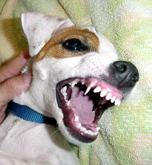 Nipping and Biting in Jack Russell Terriers
