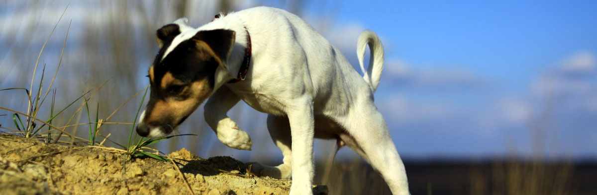 The Jack Russell Terrier: A Working Dog