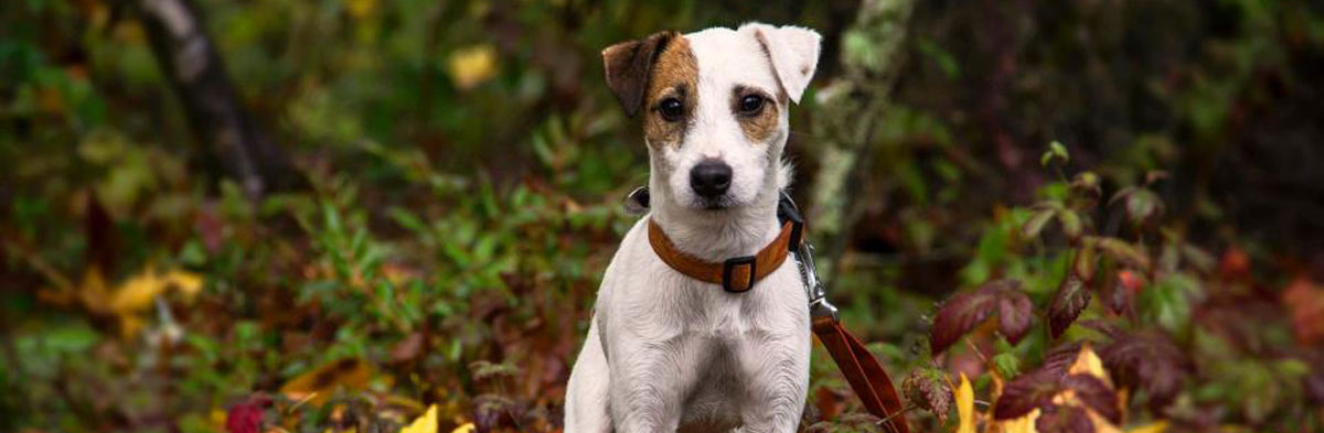 Breeding Jack Russell Terriers