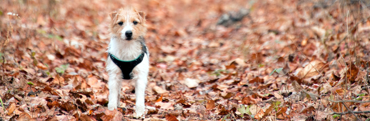 Jack Russell Terrier Coat Types