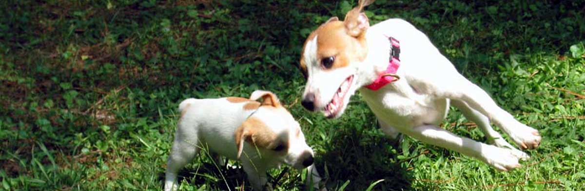 Eating Grass