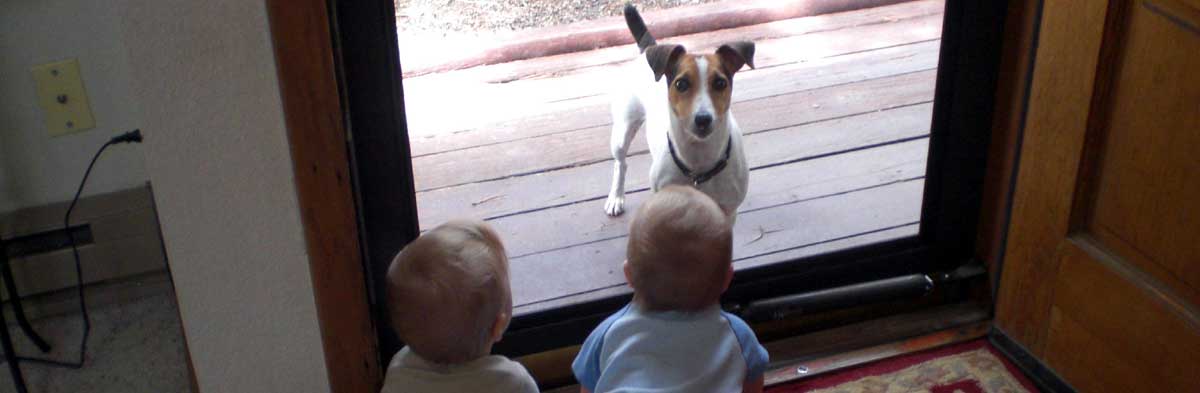 Jack Russells and Children