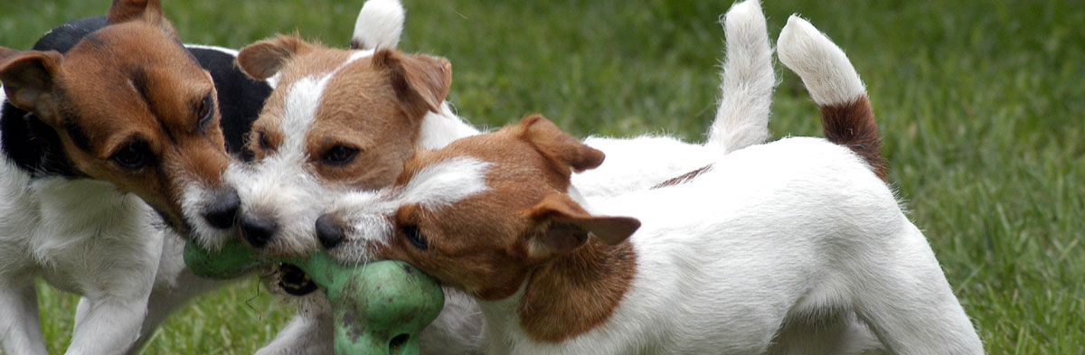 Is the Jack Russell Terrier the Right Dog for You?