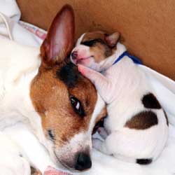 Jack Russell Terriers