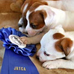 Jack Russell Terriers