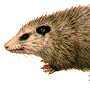 Opossum